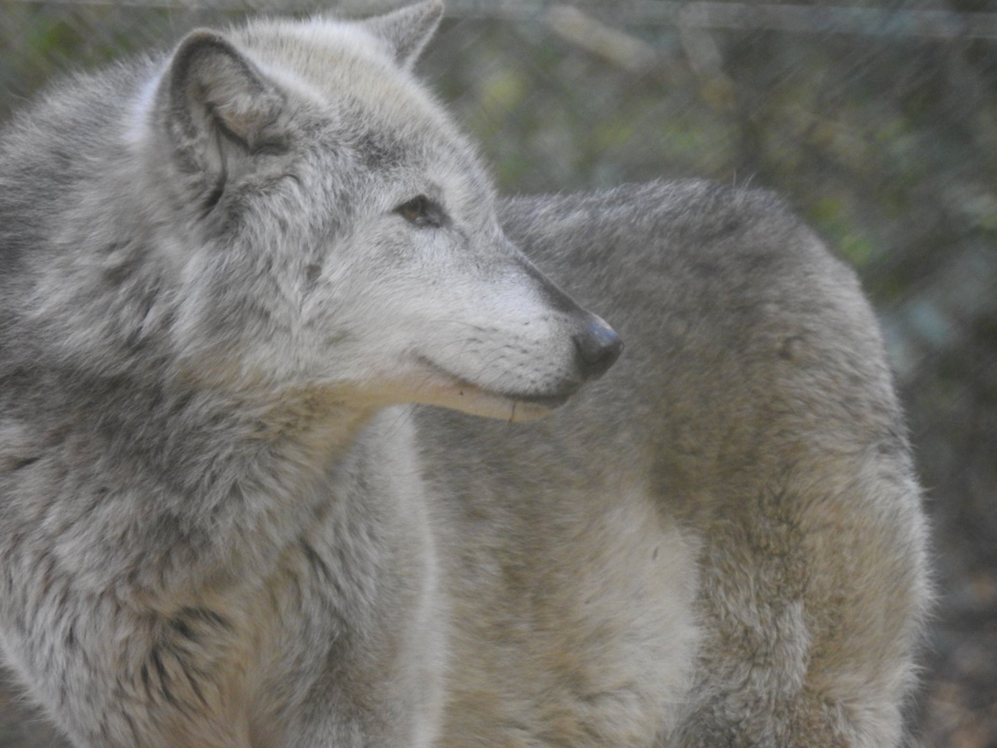 Northwestern Wolf (Canis lupus occidentalis)