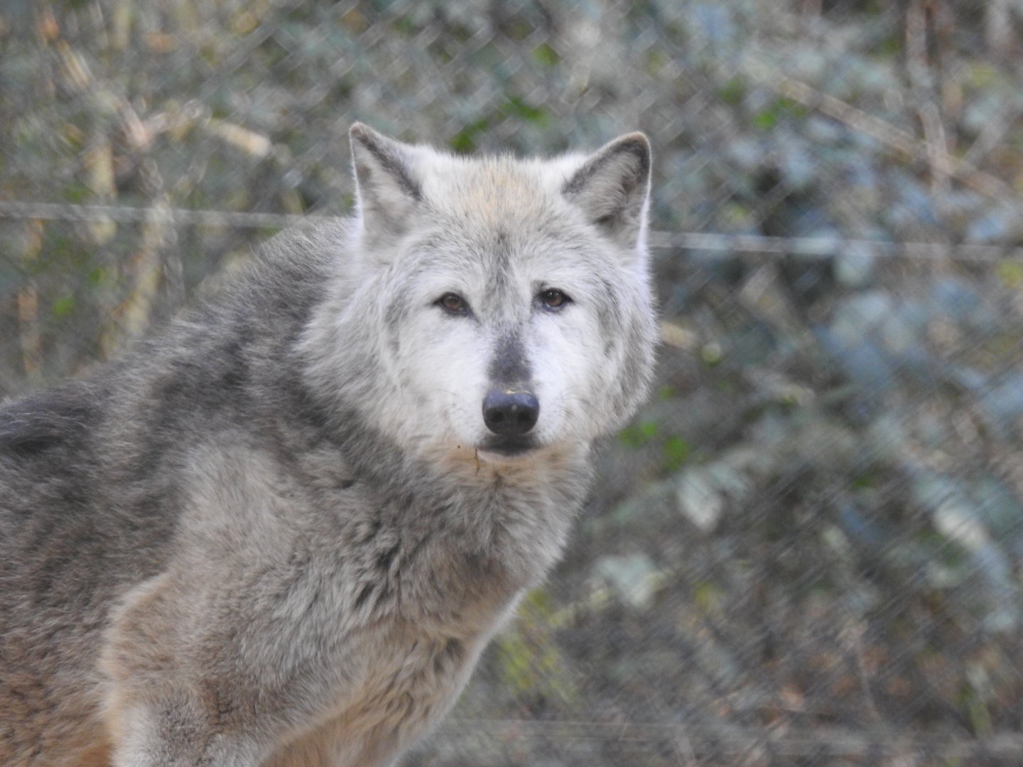 Northwestern Wolf (Canis lupus occidentalis)