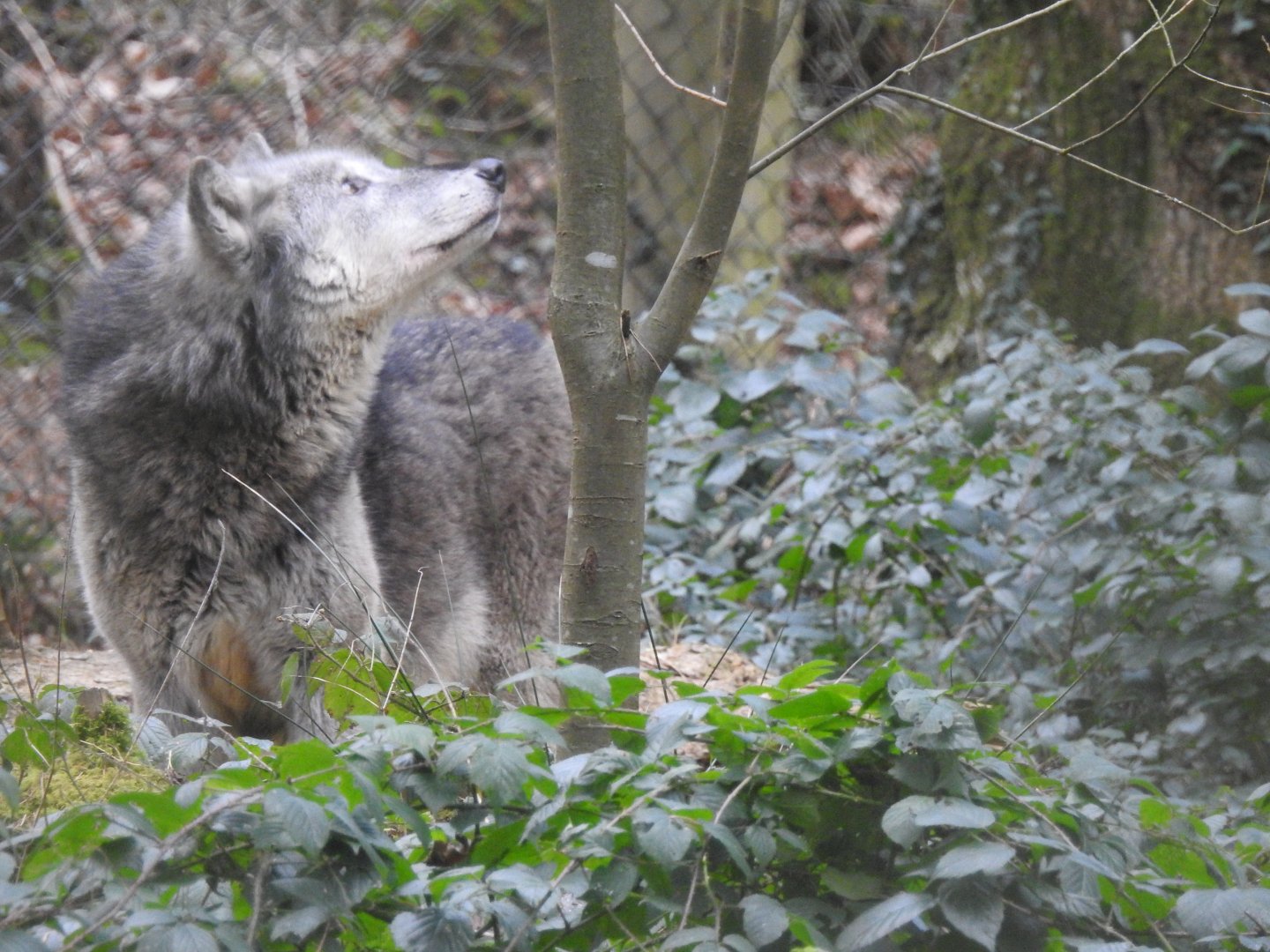 Northwestern Wolf (Canis lupus occidentalis)