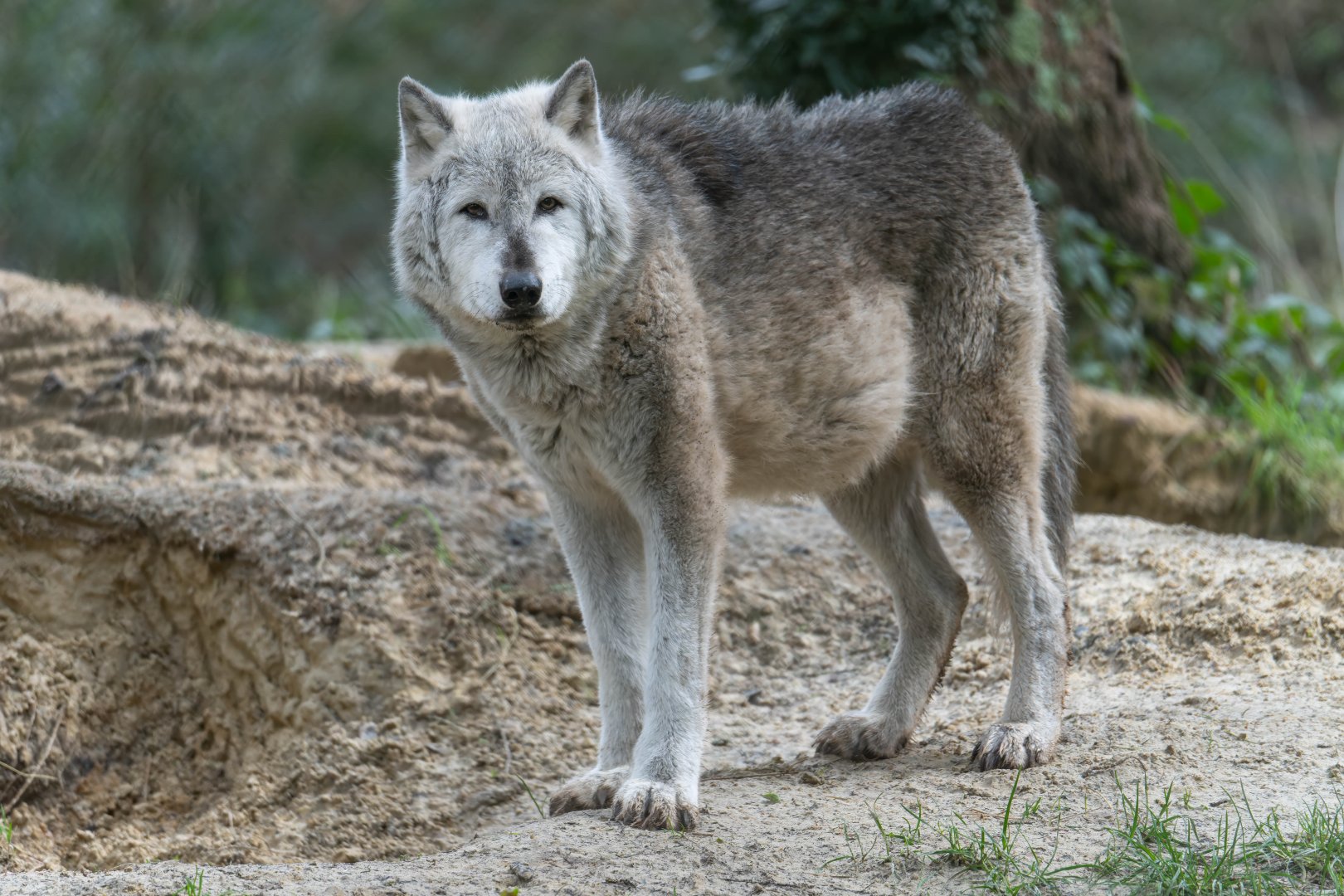 Northwestern wolf, New Forest Wildlife Park, UK