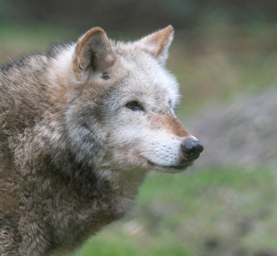 Northwestern wolf, New Forest Wildlife Park, UK
