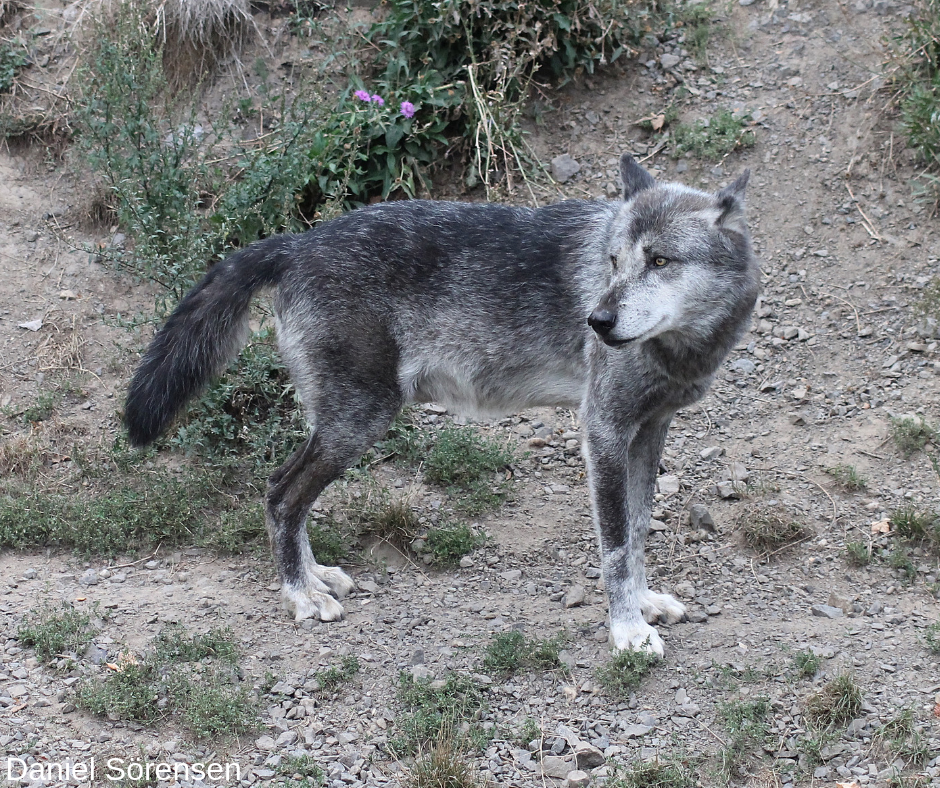 Northwestern wolf