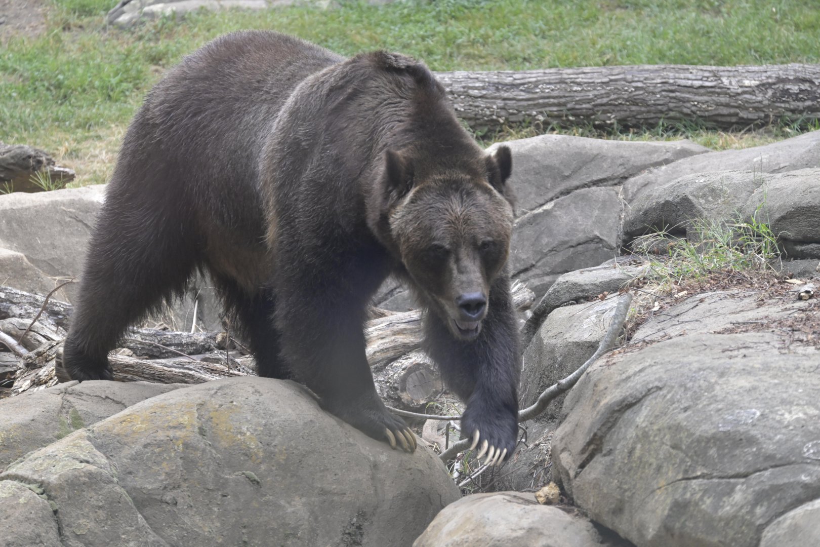Northwoods - Grizzly Bear (Ursus arctos horribilis)