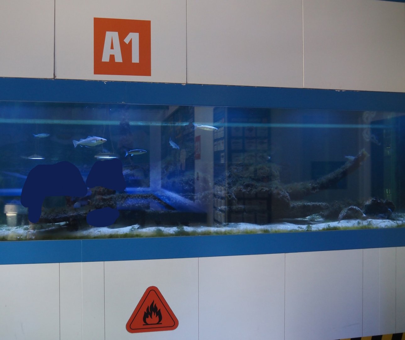 Nortica Aquarium - A1 tank, 2024-06-23