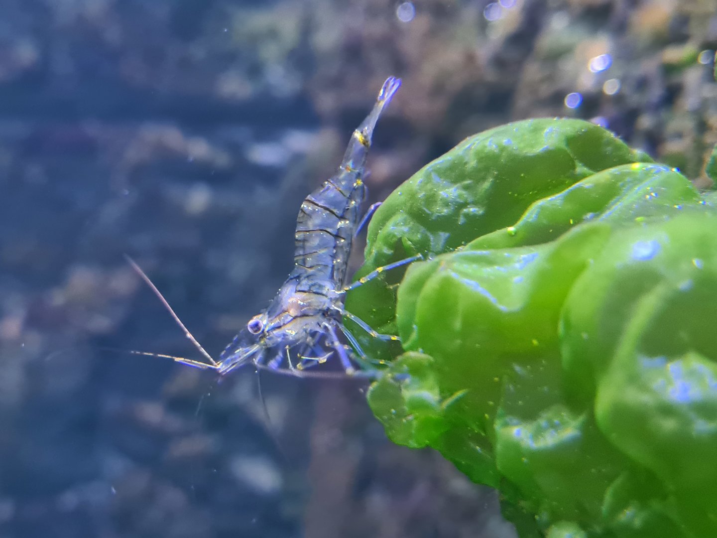 Nortica aquarium - Common prawn