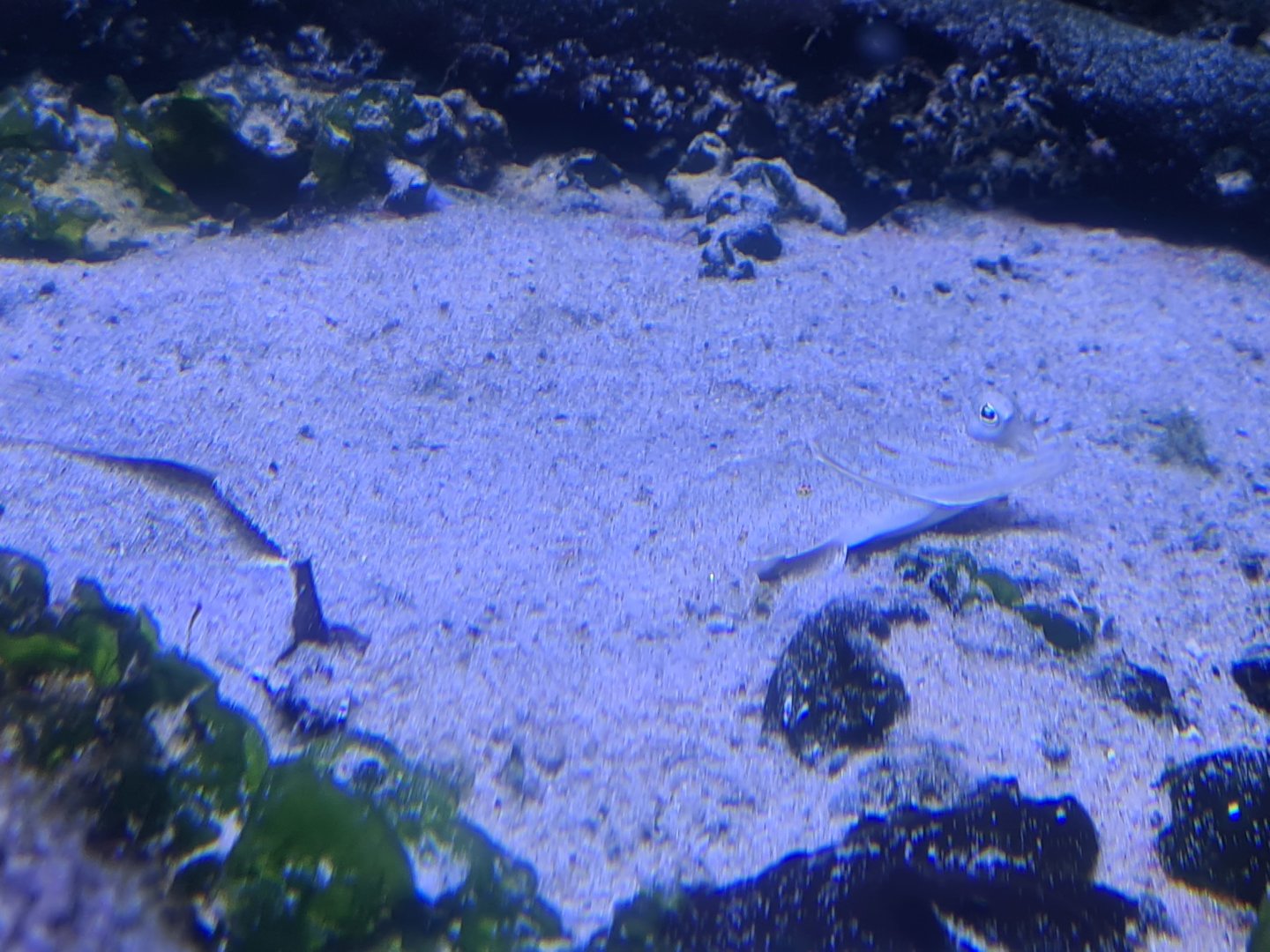 Nortica aquarium - European flounder