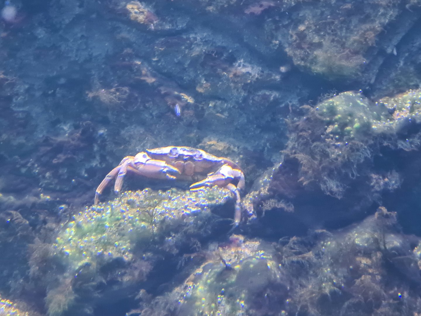 Nortica aquarium - European green crab