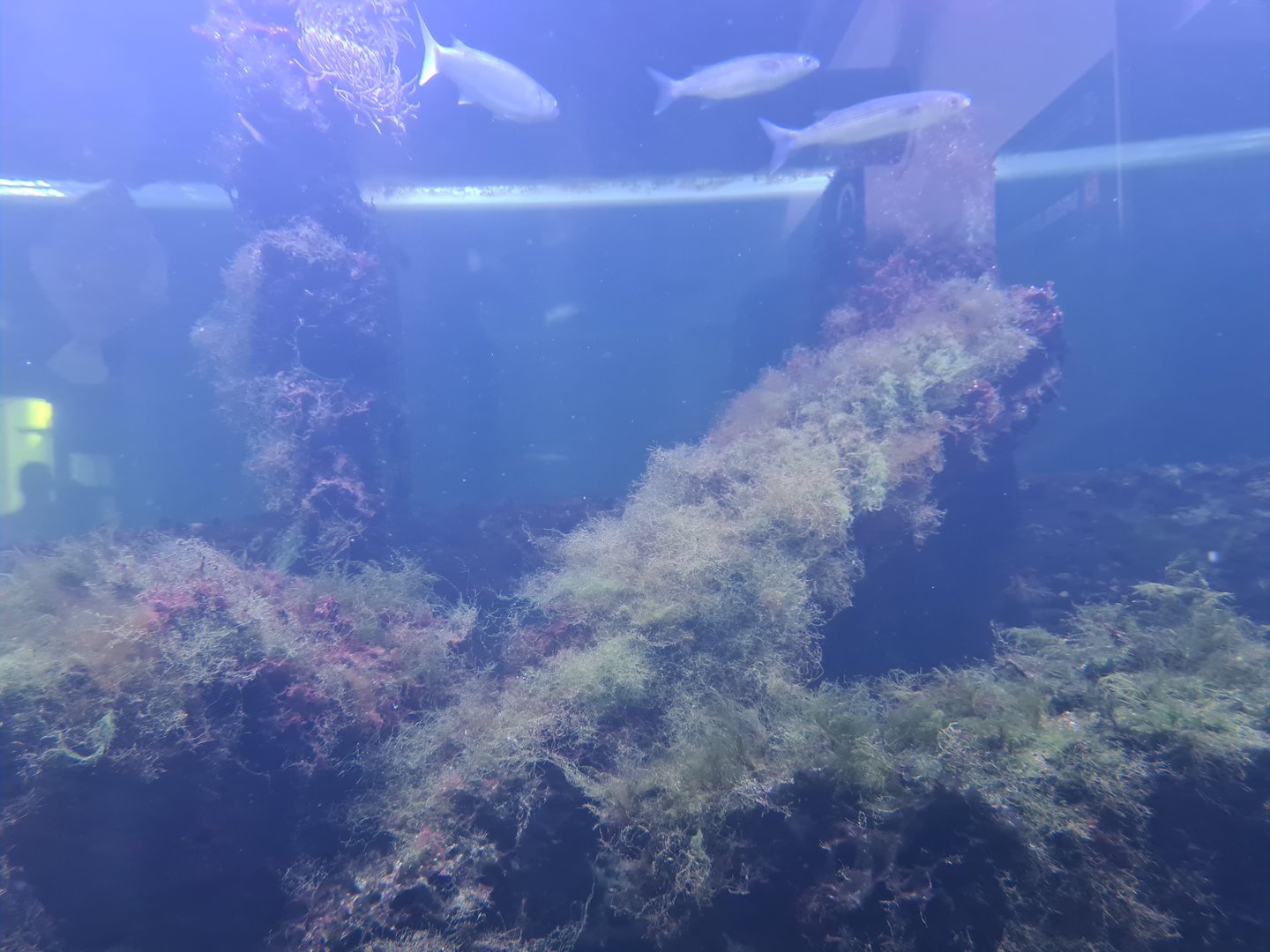 Nortica aquarium - Shipwreck