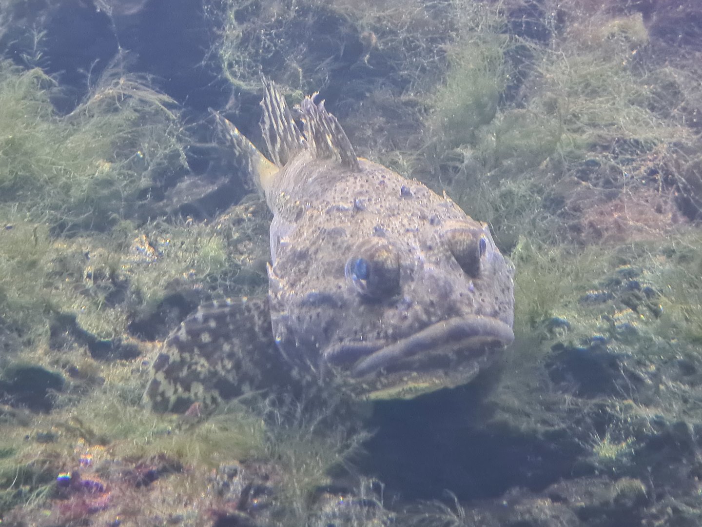 Nortica aquarium - Shorthorn sculpin