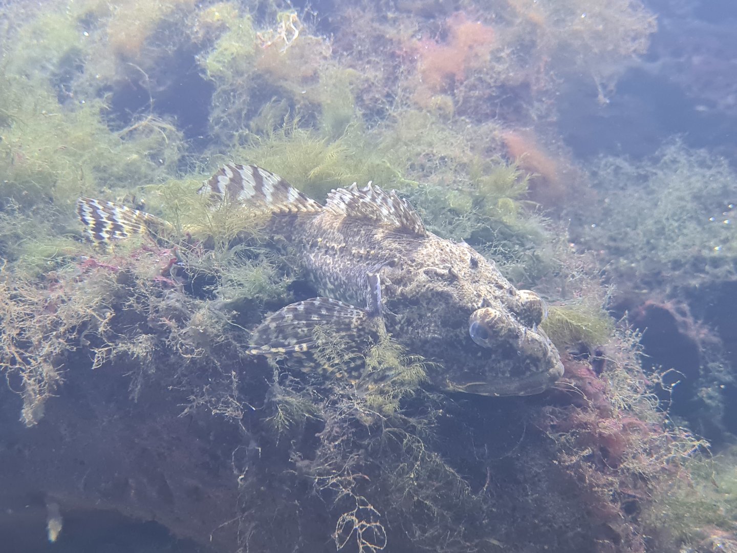 Nortica aquarium - Shorthorn sculpin