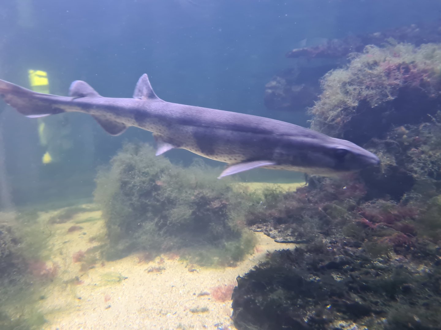 Nortica aquarium - Small-spotted catshark