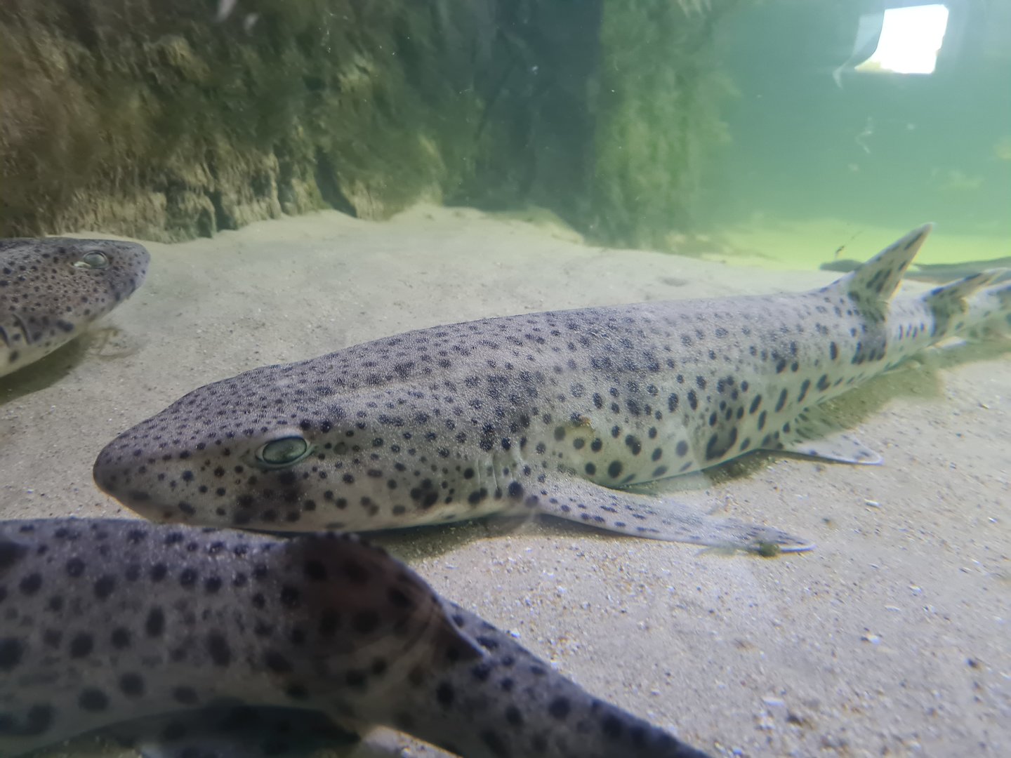 Nortica aquarium - Small-spotted catshark