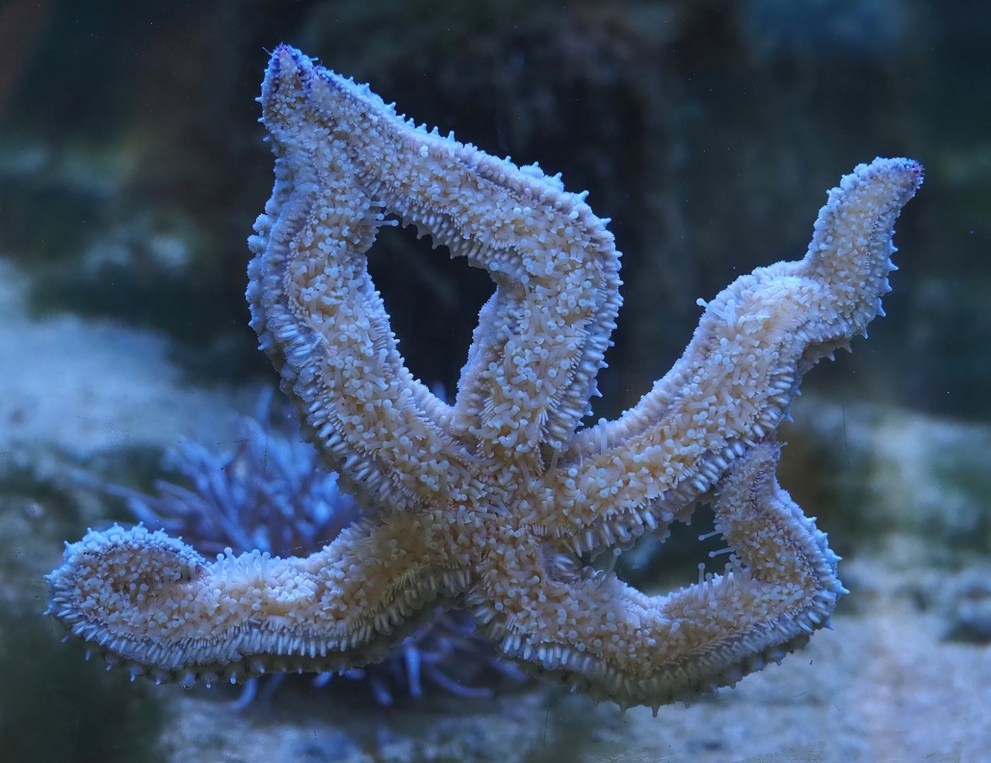 Nortica Aquarium - Spiny starfish (Marthasterias glacialis), 2024-06-23