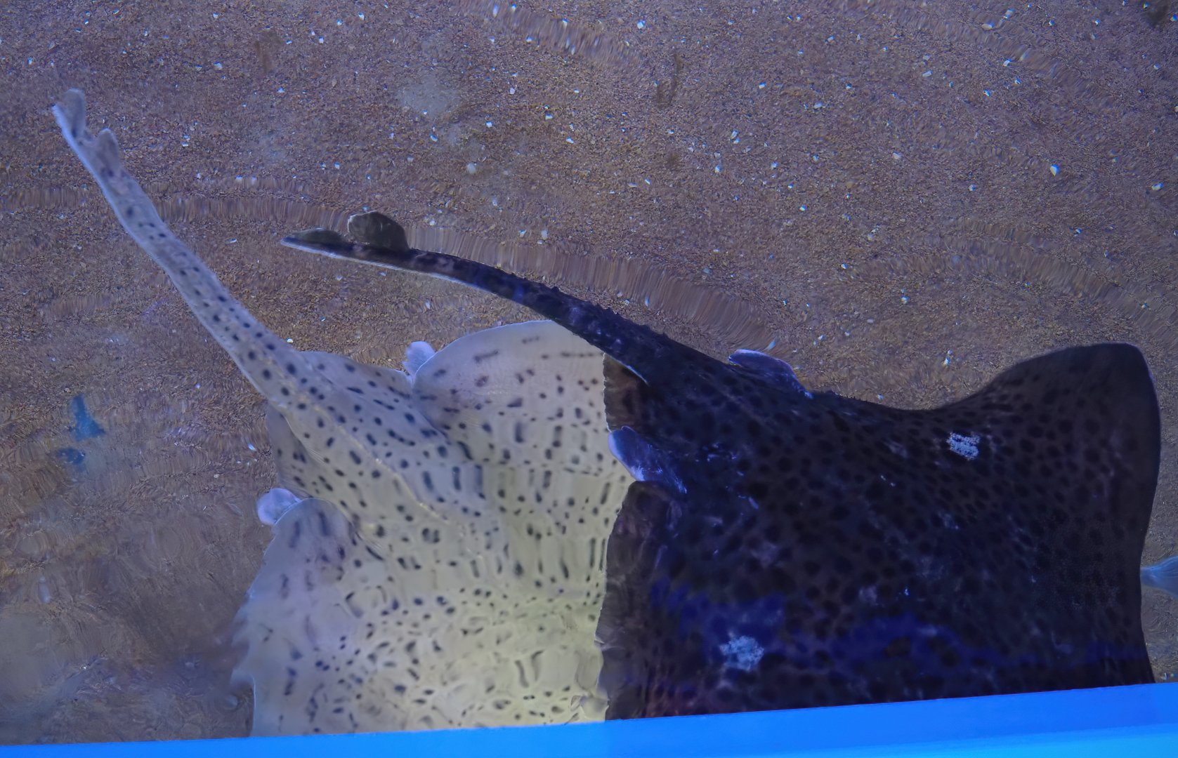 Nortica Aquarium - Spotted rays (Raja montagui), 2024-06-23