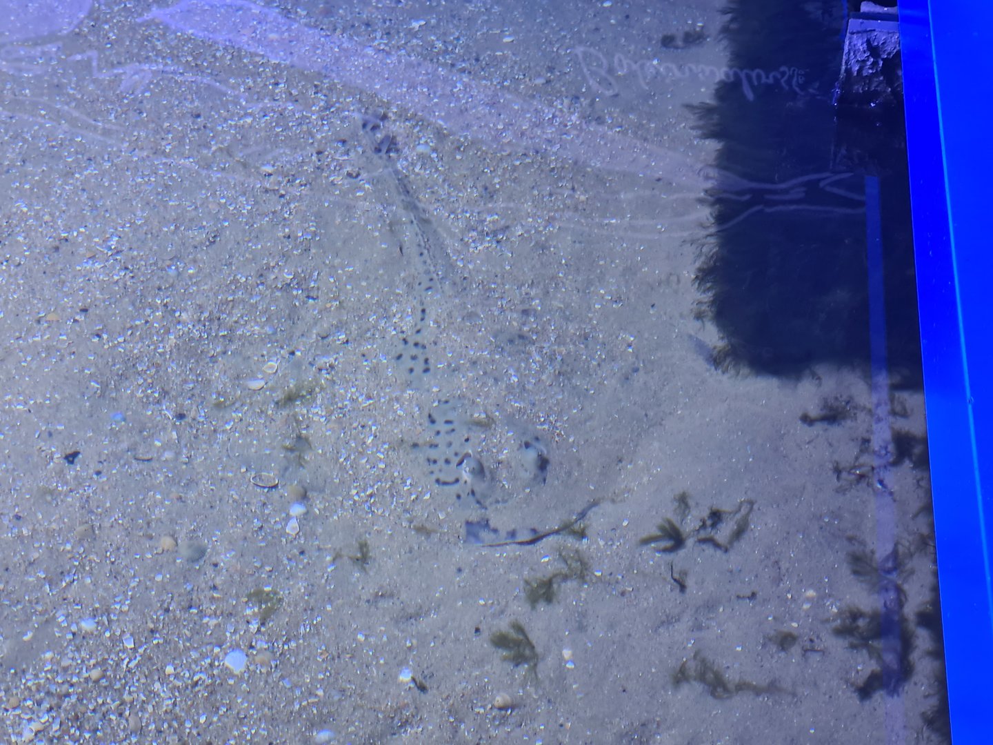 Nortica aquarium - Spotted skate