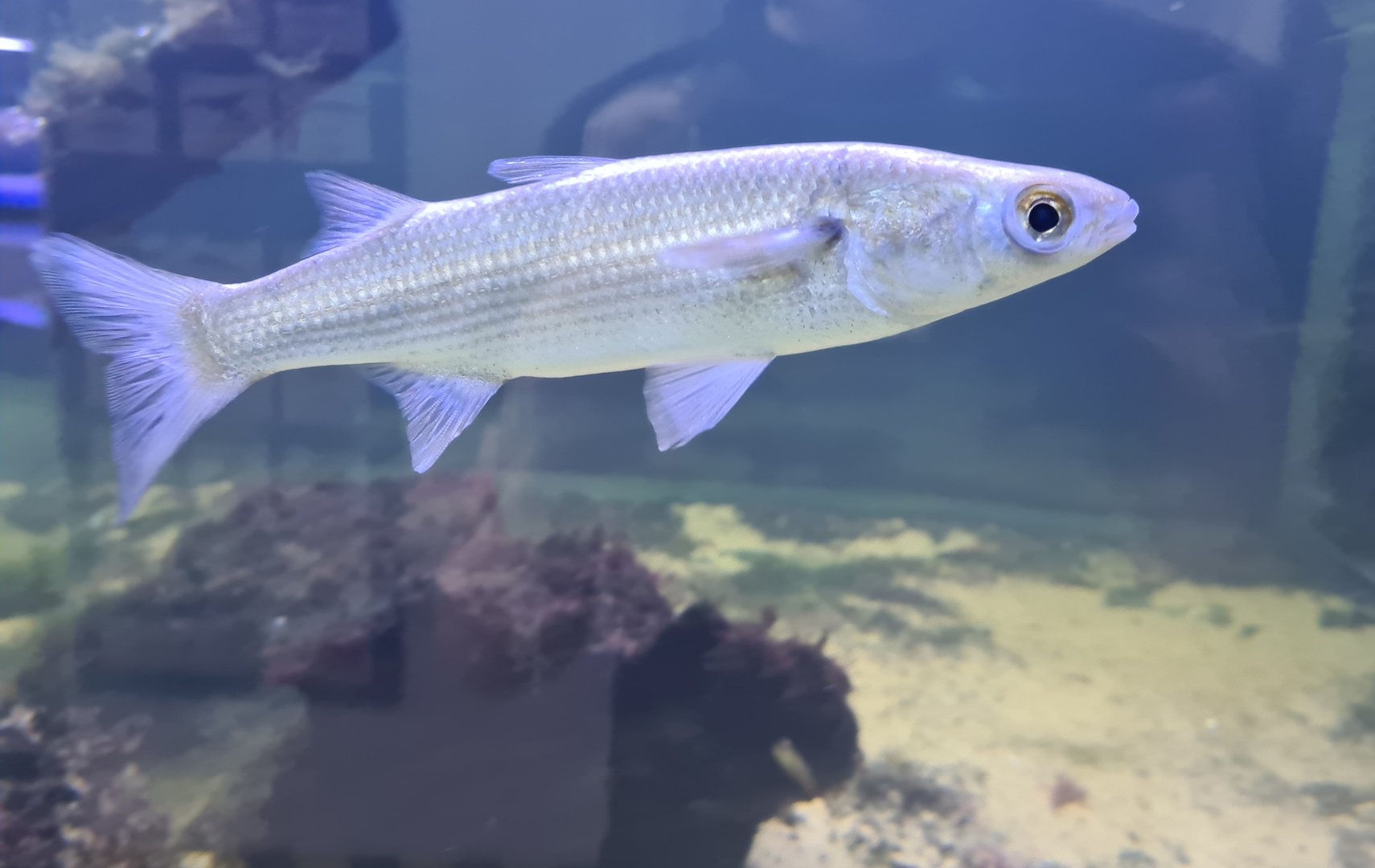 Nortica aquarium - Thicklip grey mullet