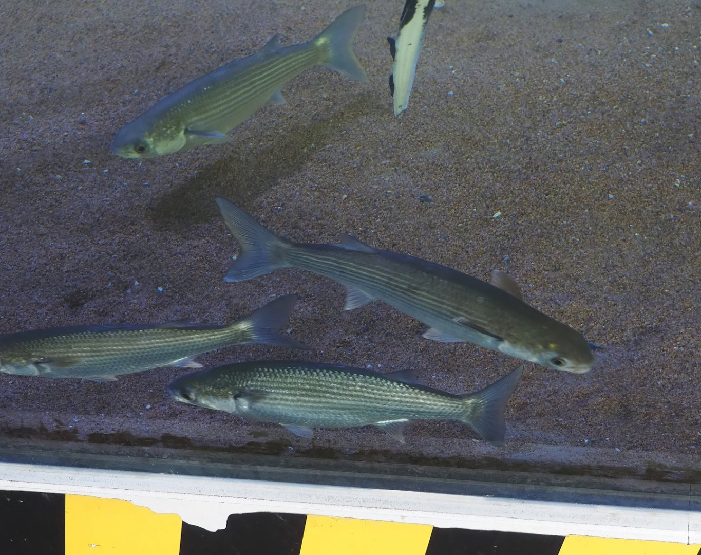 Nortica Aquarium - Thicklip grey mullets (Chelon labrosus), 2024-06-23