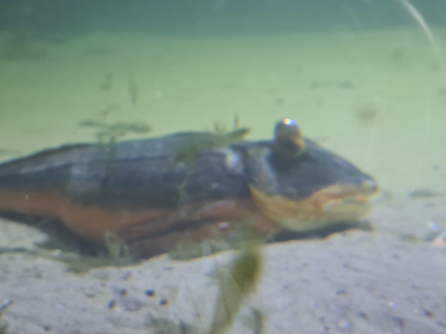 Nortica aquarium - Tub gurnard with eye deformity