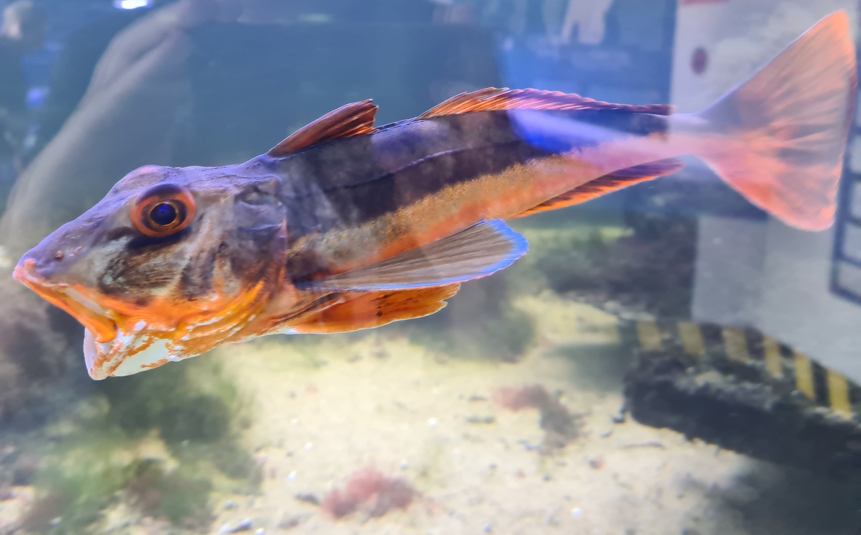 Nortica aquarium - Tub gurnard
