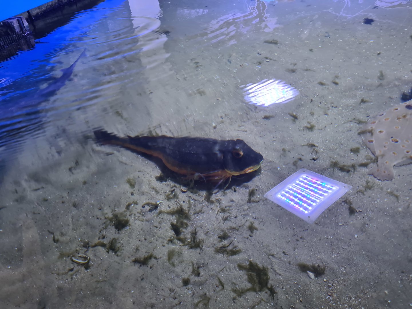 Nortica aquarium - Tub gurnard