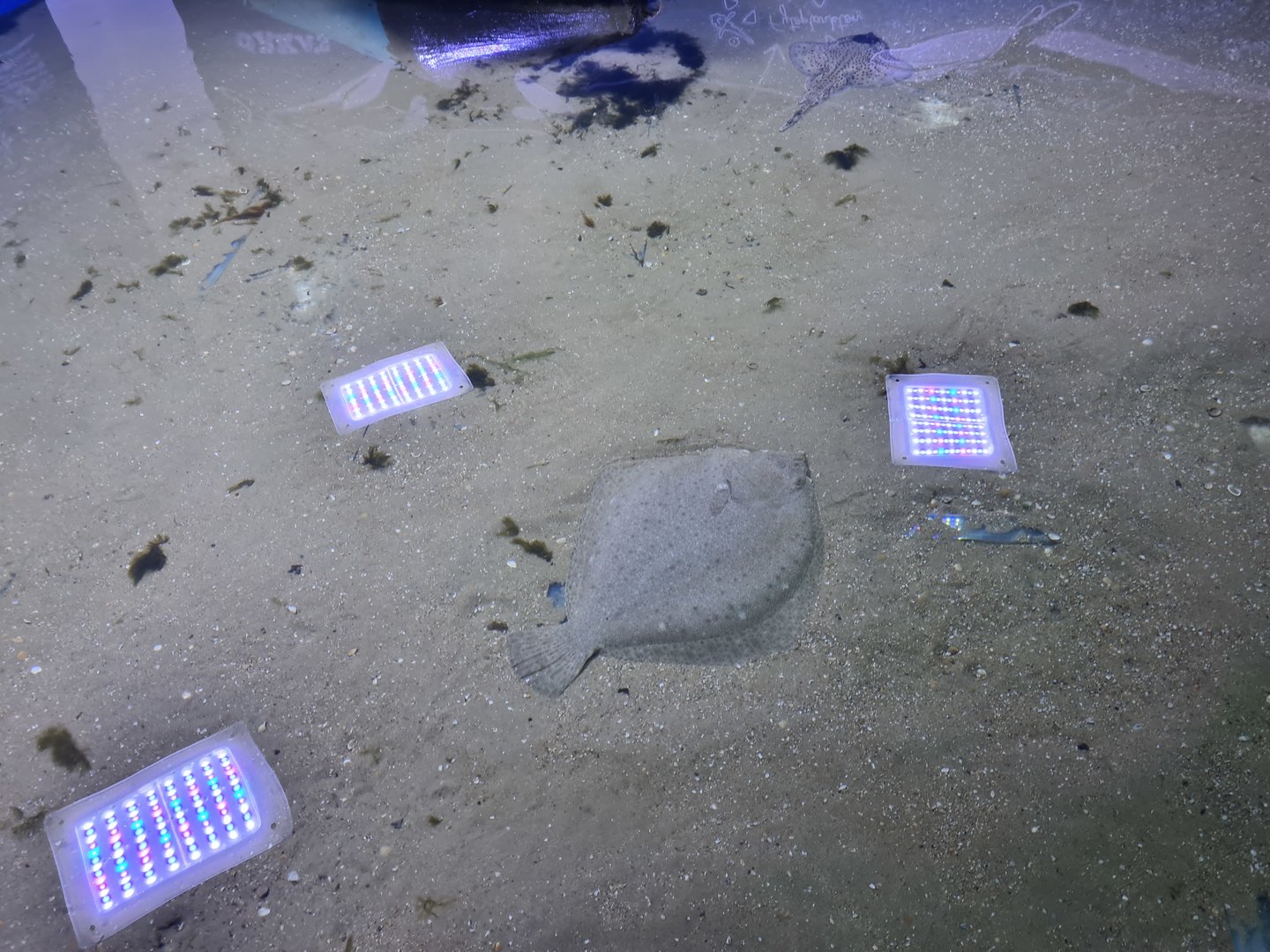 Nortica aquarium - Turbot