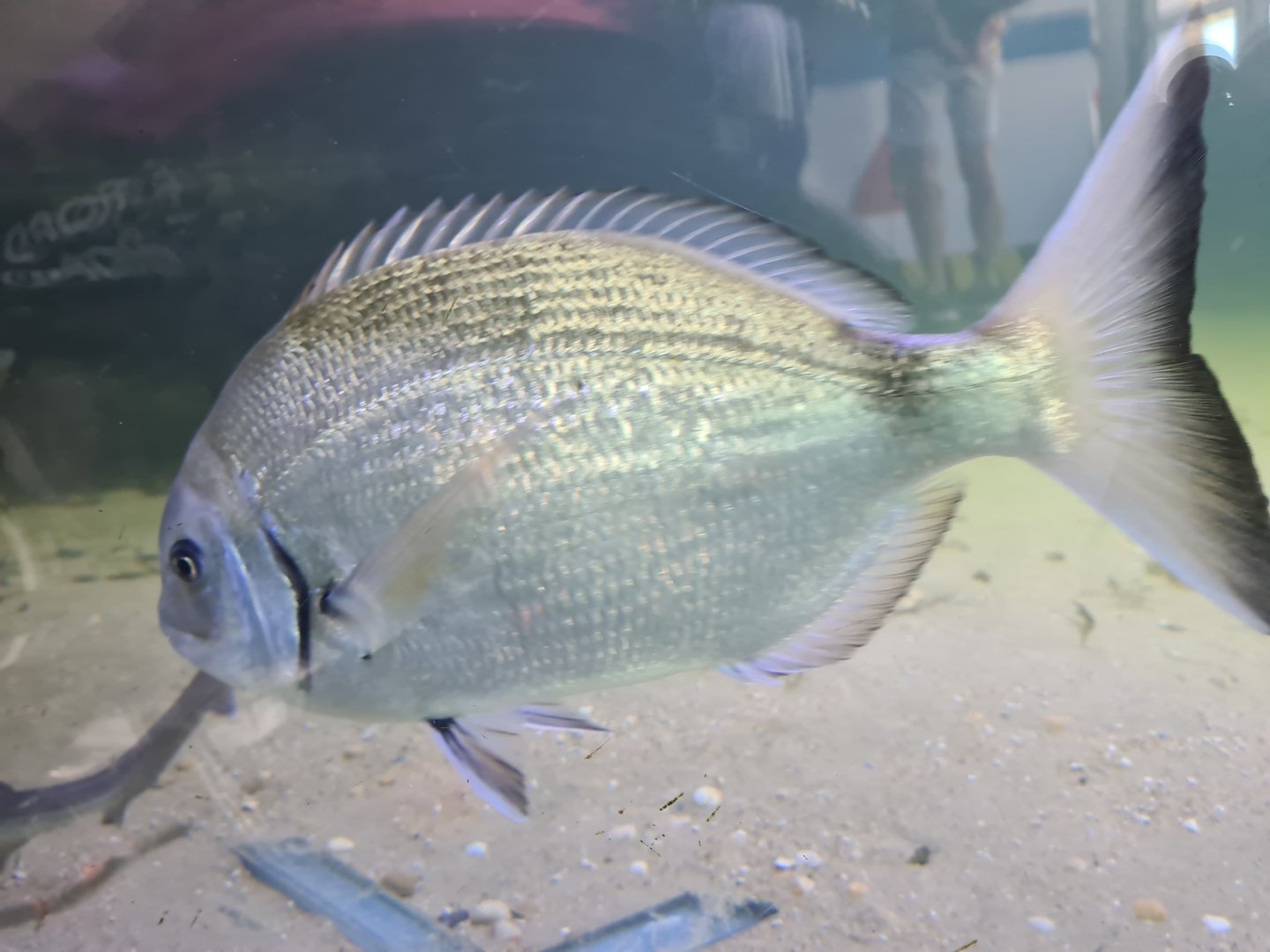 Nortica aquarium - White seabream