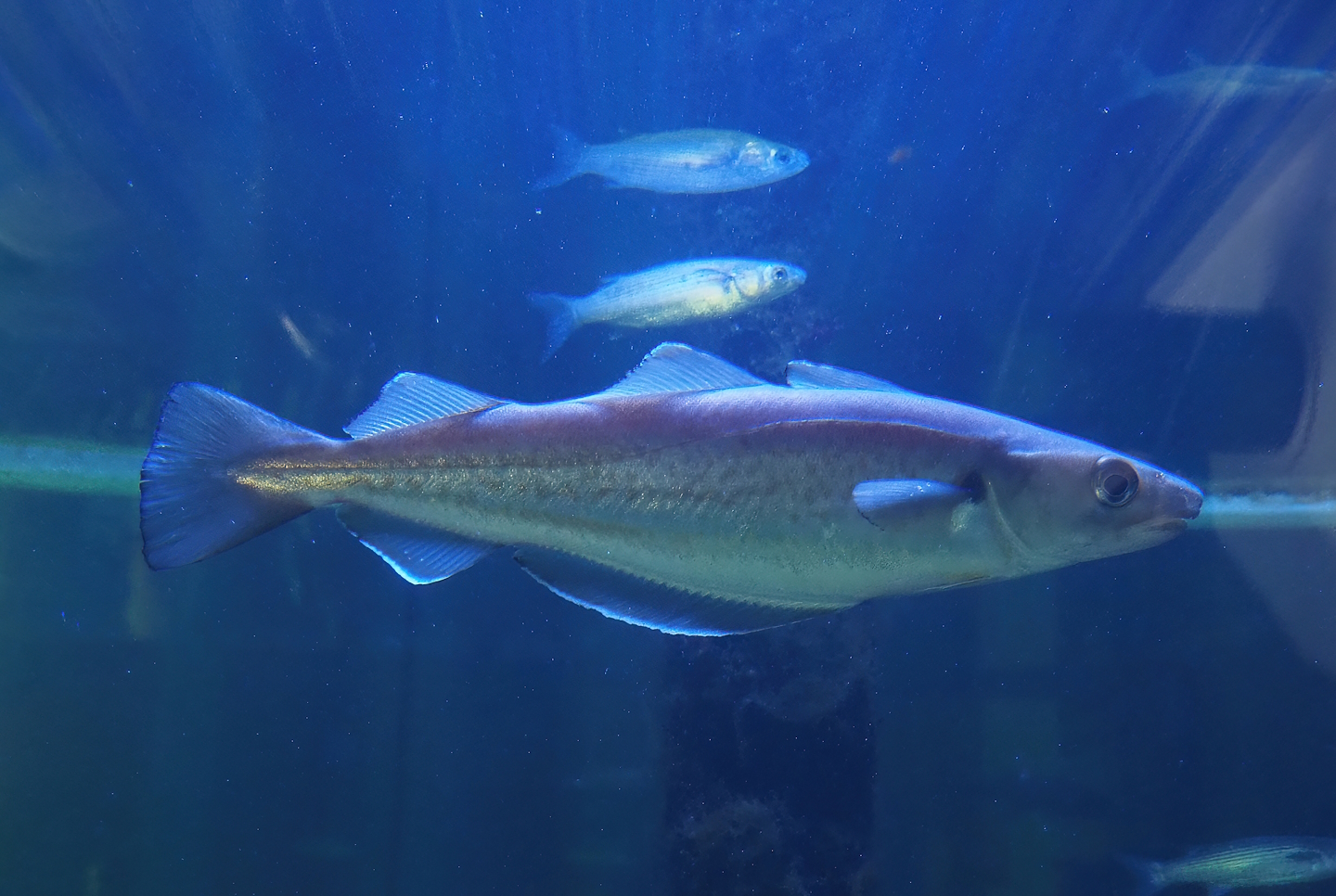 Nortica Aquarium - Whiting (Merlangius merlangus), 2024-06-23