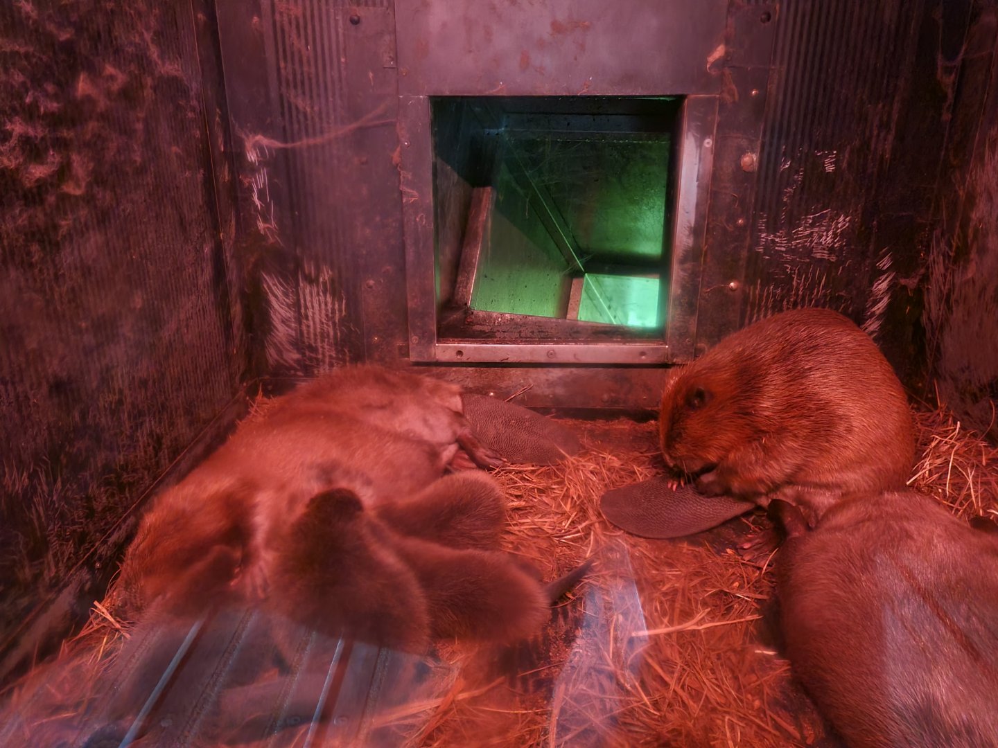 Nortica - Beaver family