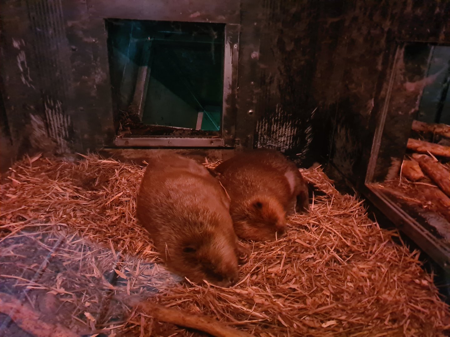 Nortica - Beaver indoor enclosure
