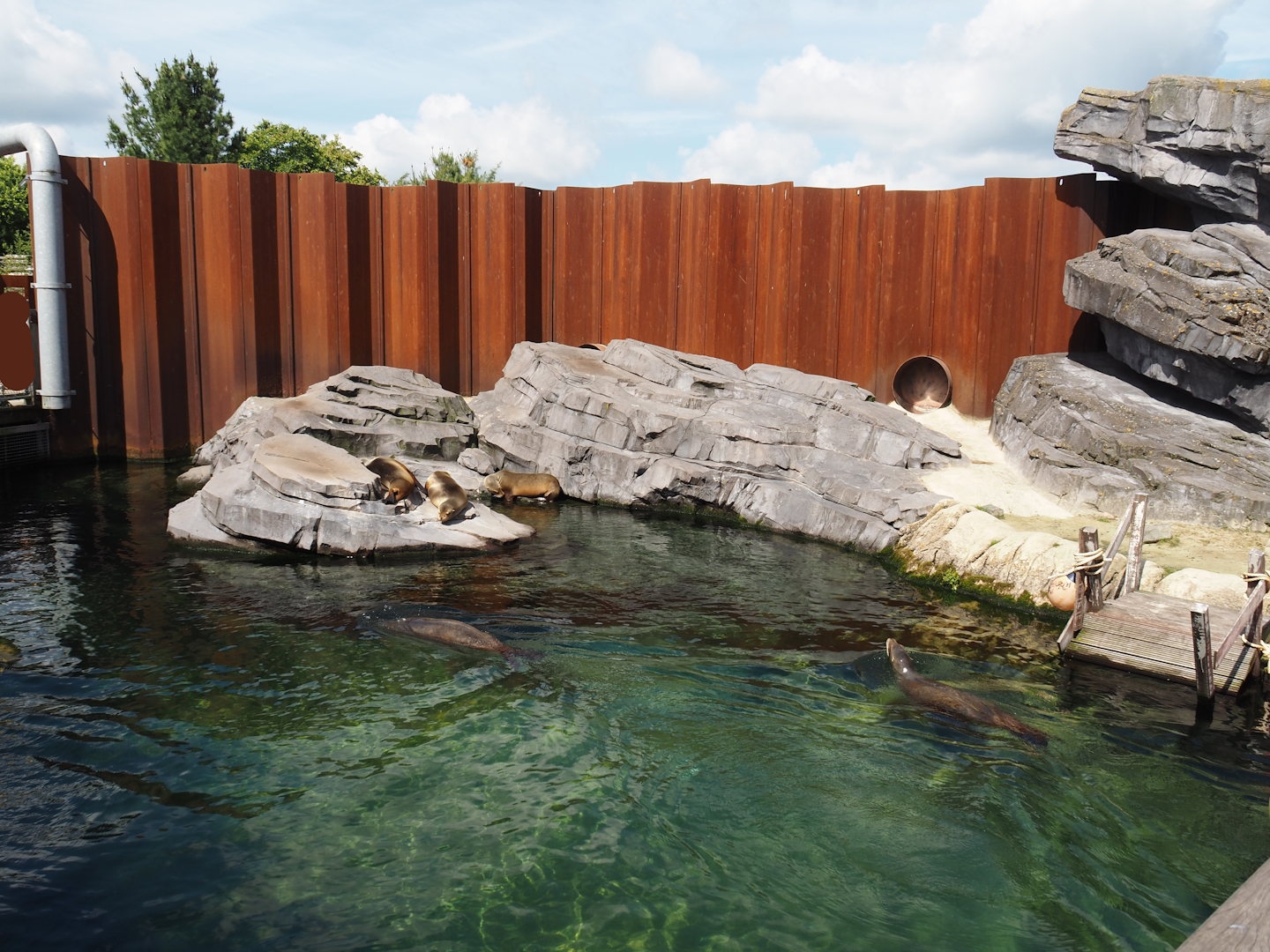 Nortica - California sea lion exhibit, 2024-06-23