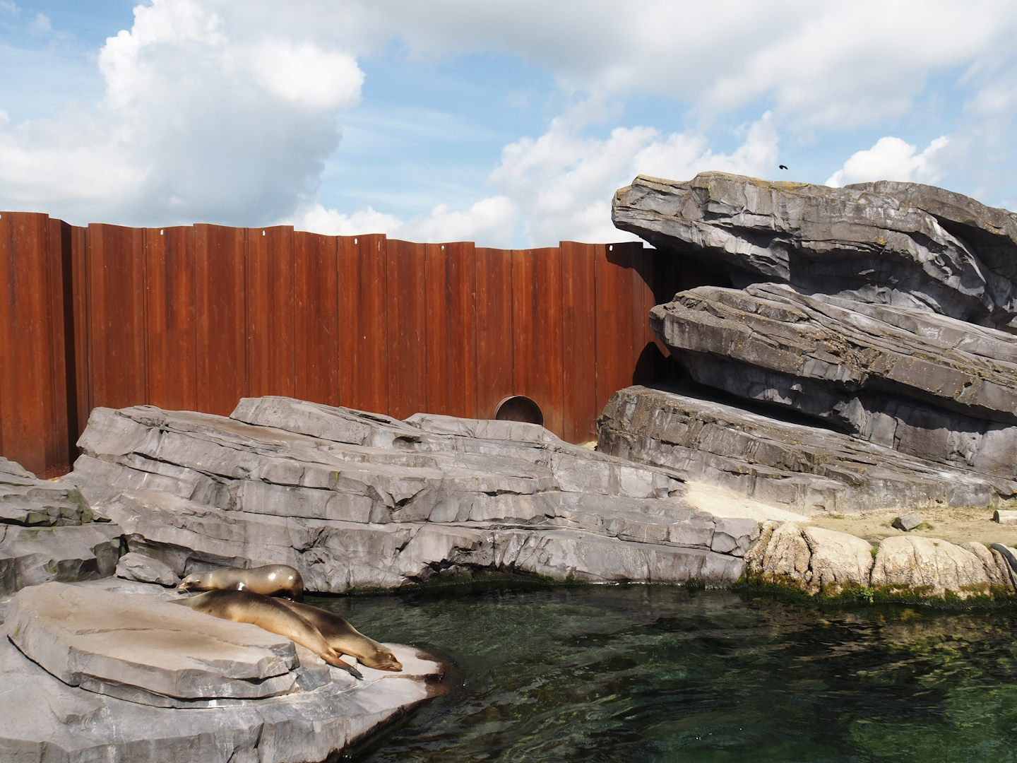 Nortica - California sea lion exhibit, 2024-06-23