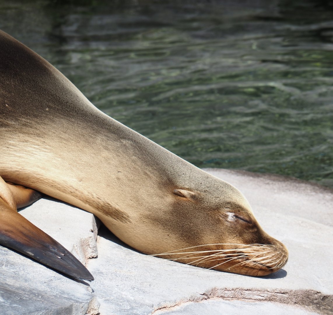 Nortica - California sea lion (Zalophus californianus), 2024-06-23