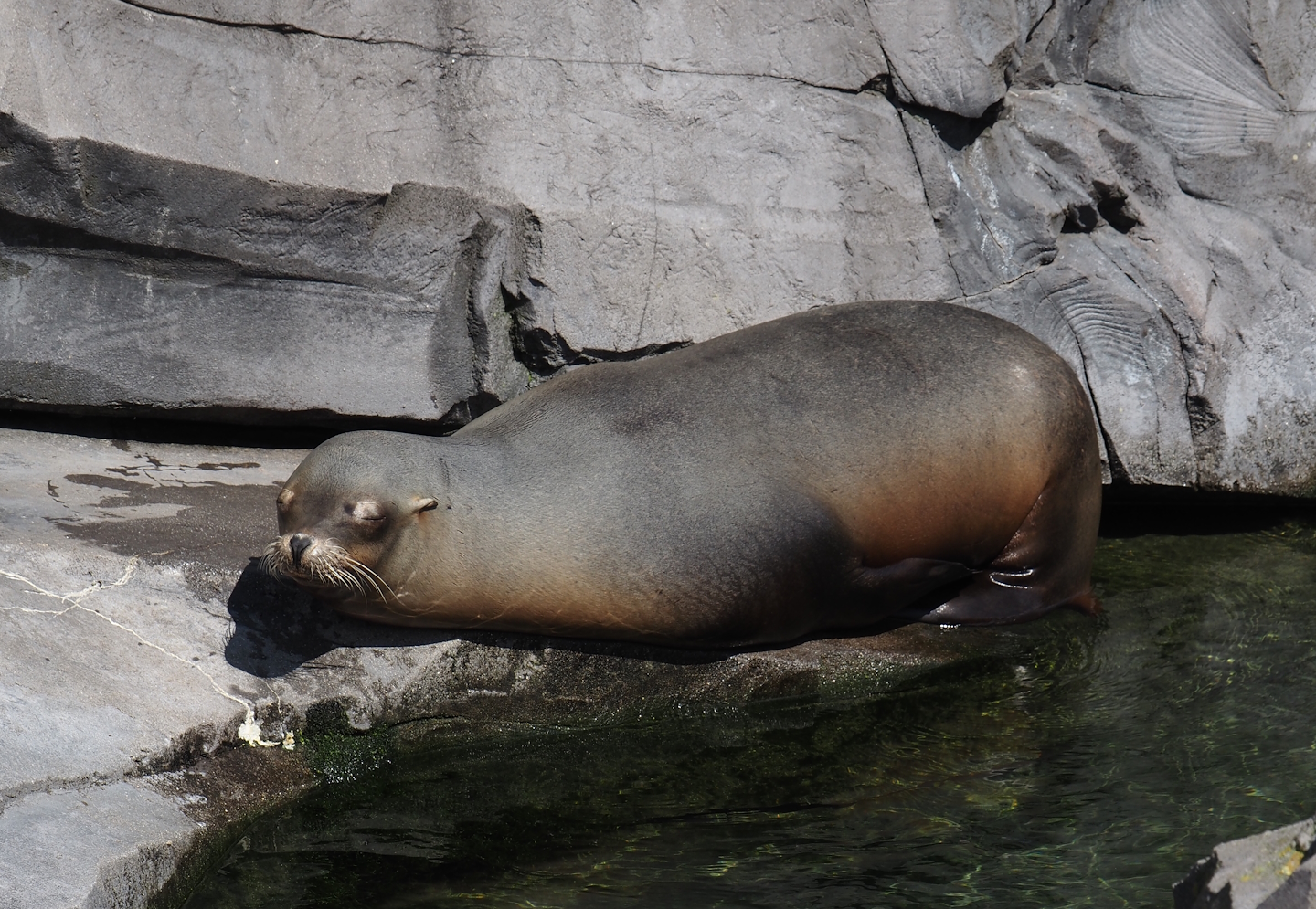 Nortica - California sea lion (Zalophus californianus), 2024-06-23
