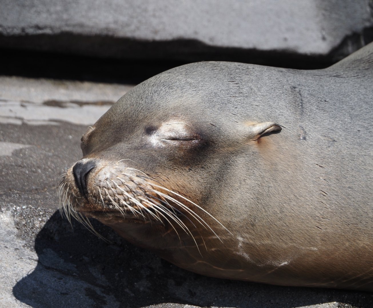 Nortica - California sea lion (Zalophus californianus), 2024-06-23