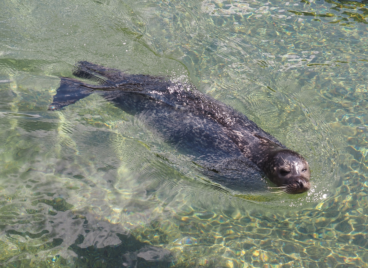 Nortica - Eastern Atlantic harbor seal (Phoca vitulina vitulina), 2024-06-23