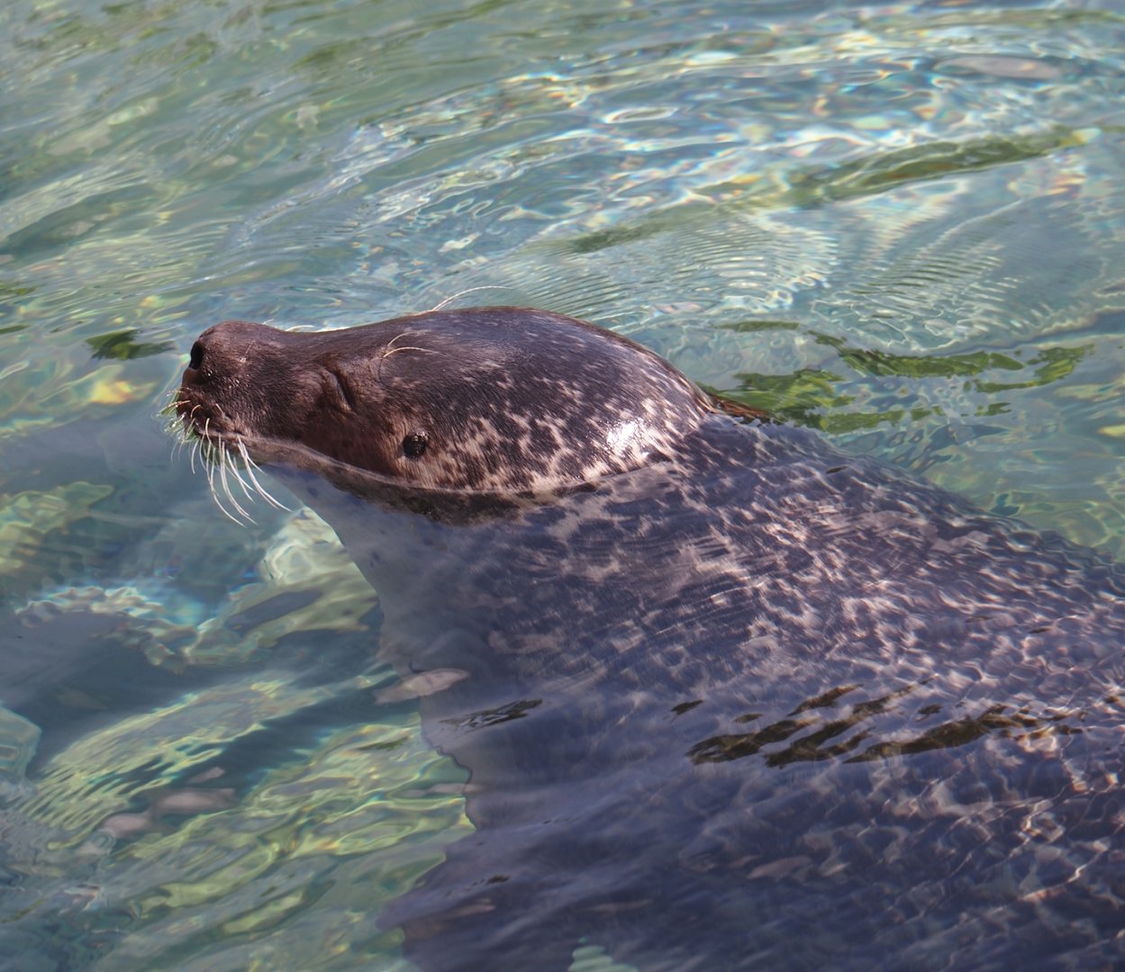 Nortica - Eastern Atlantic harbor seal (Phoca vitulina vitulina), 2024-06-23