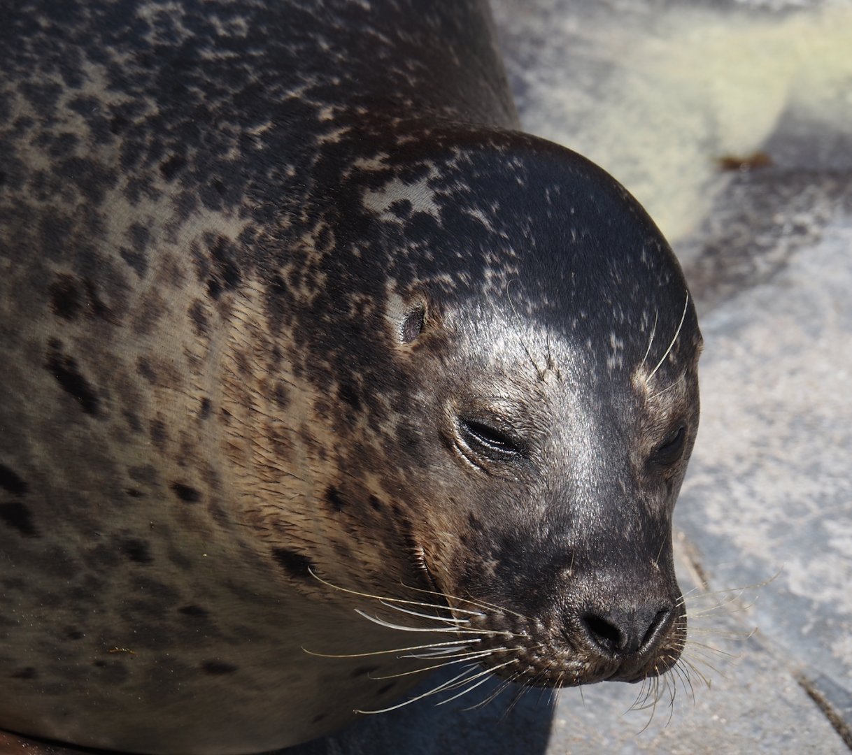 Nortica - Eastern Atlantic harbor seal (Phoca vitulina vitulina), 2024-06-23
