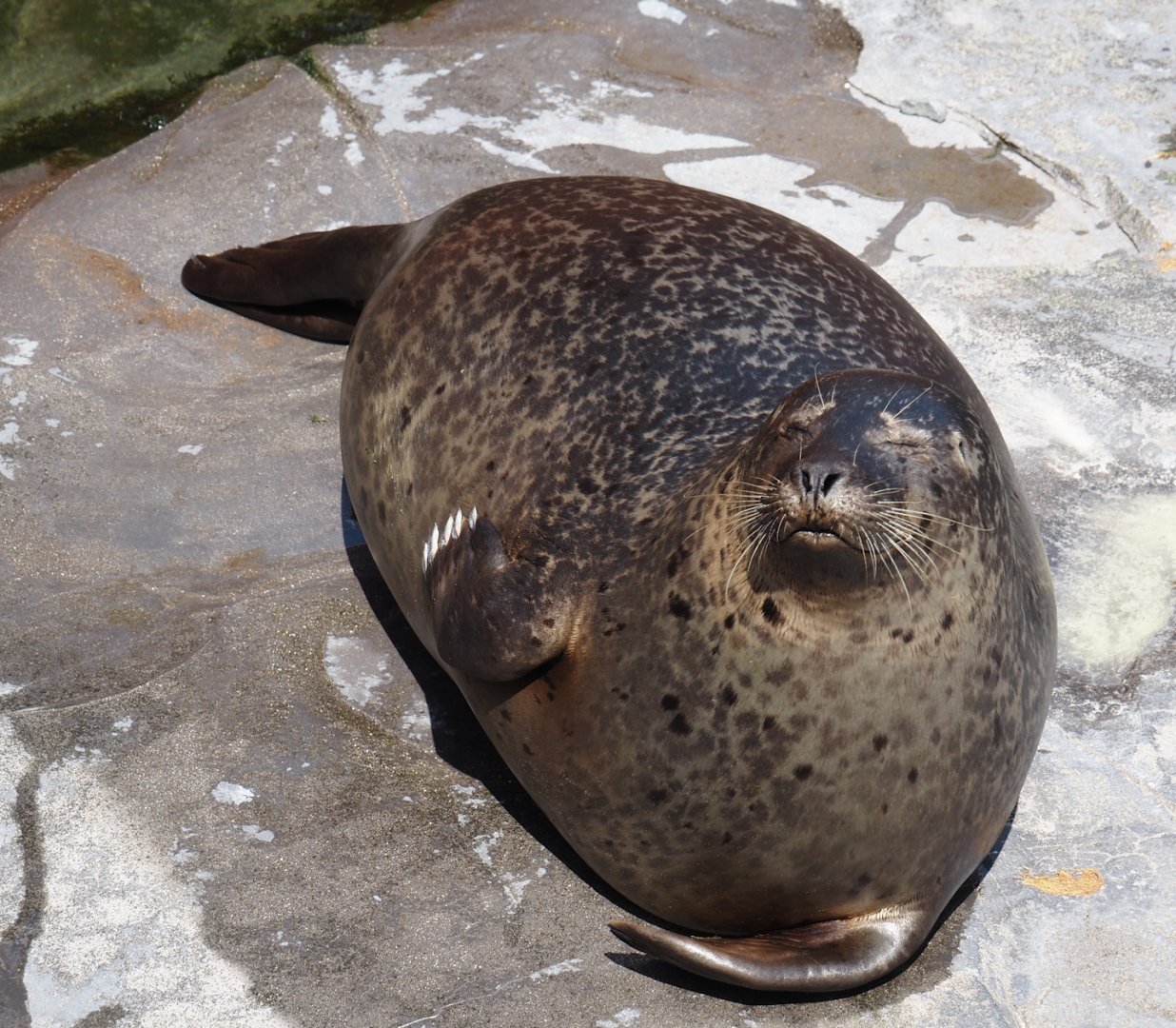 Nortica - Eastern Atlantic harbor seal (Phoca vitulina vitulina), 2024-06-23