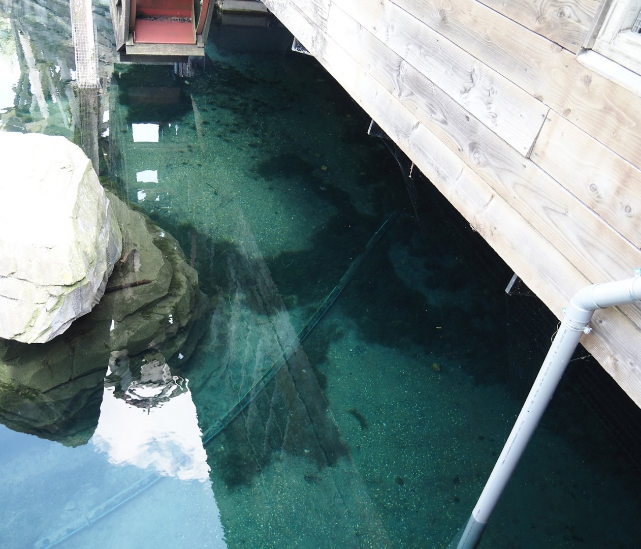 Nortica - Eurasian beaver exhibit pond, 2024-06-23