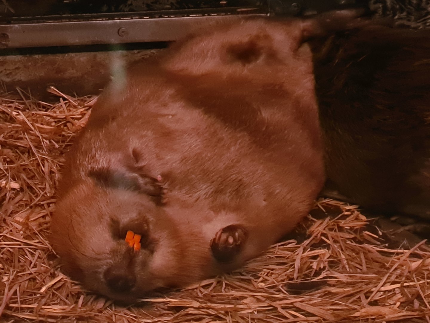 Nortica - Eurasian beaver