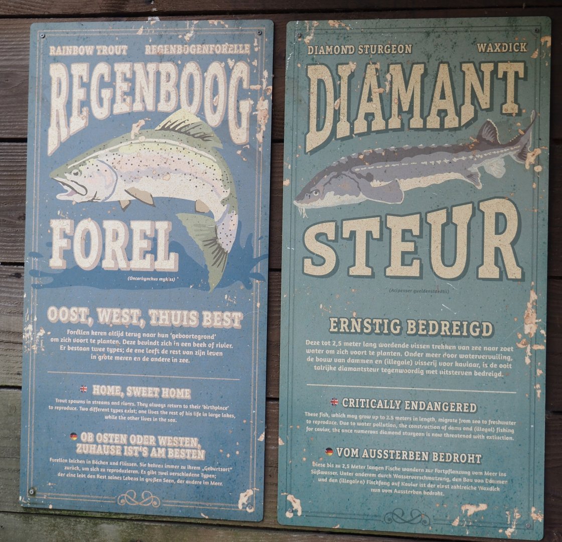 Nortica - Fish in beaver exhibit signage, 2024-06-23