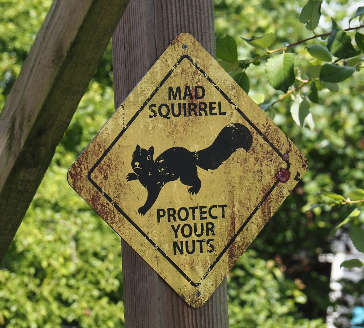 Nortica - Funny mad squirrel warning sign, 2024-06-23
