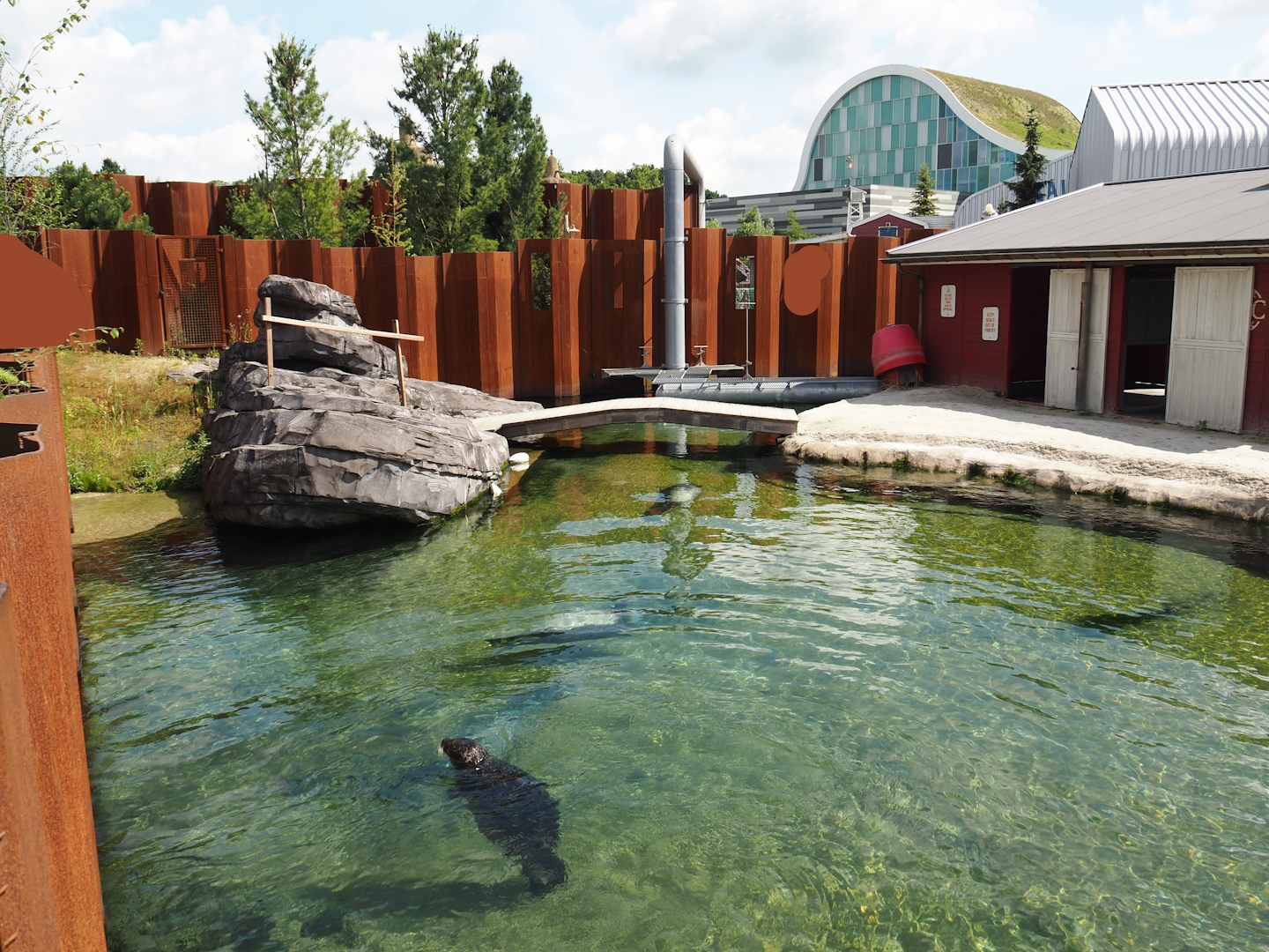 Nortica - Harbor seal exhibit, 2024-06-23