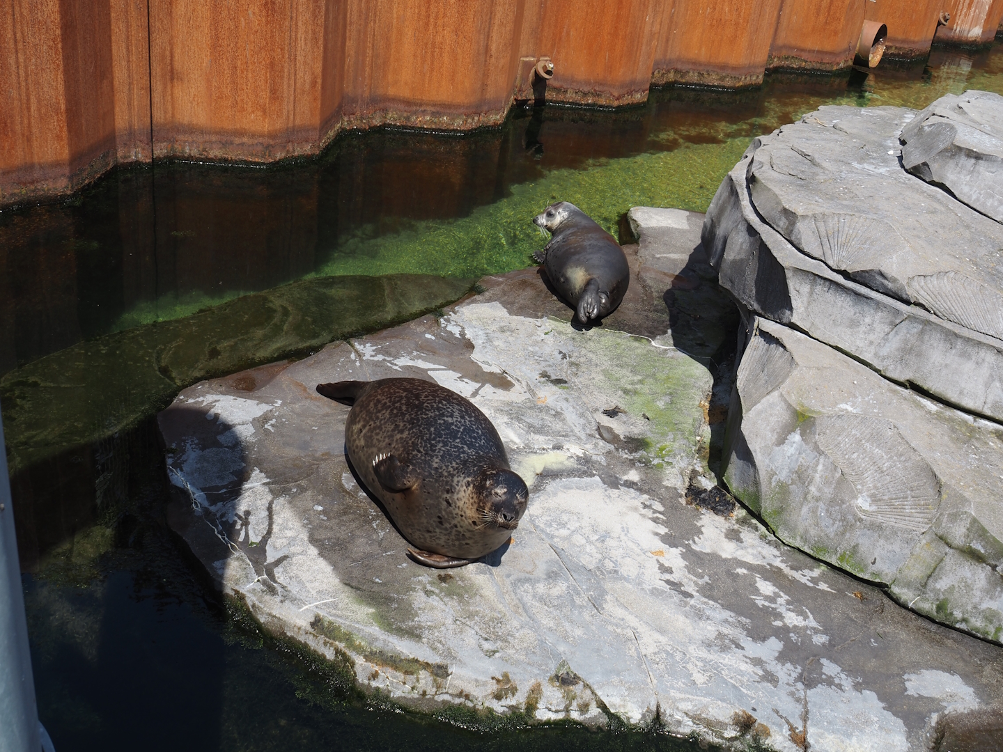 Nortica - Harbor seal exhibit rock, 2024-06-23