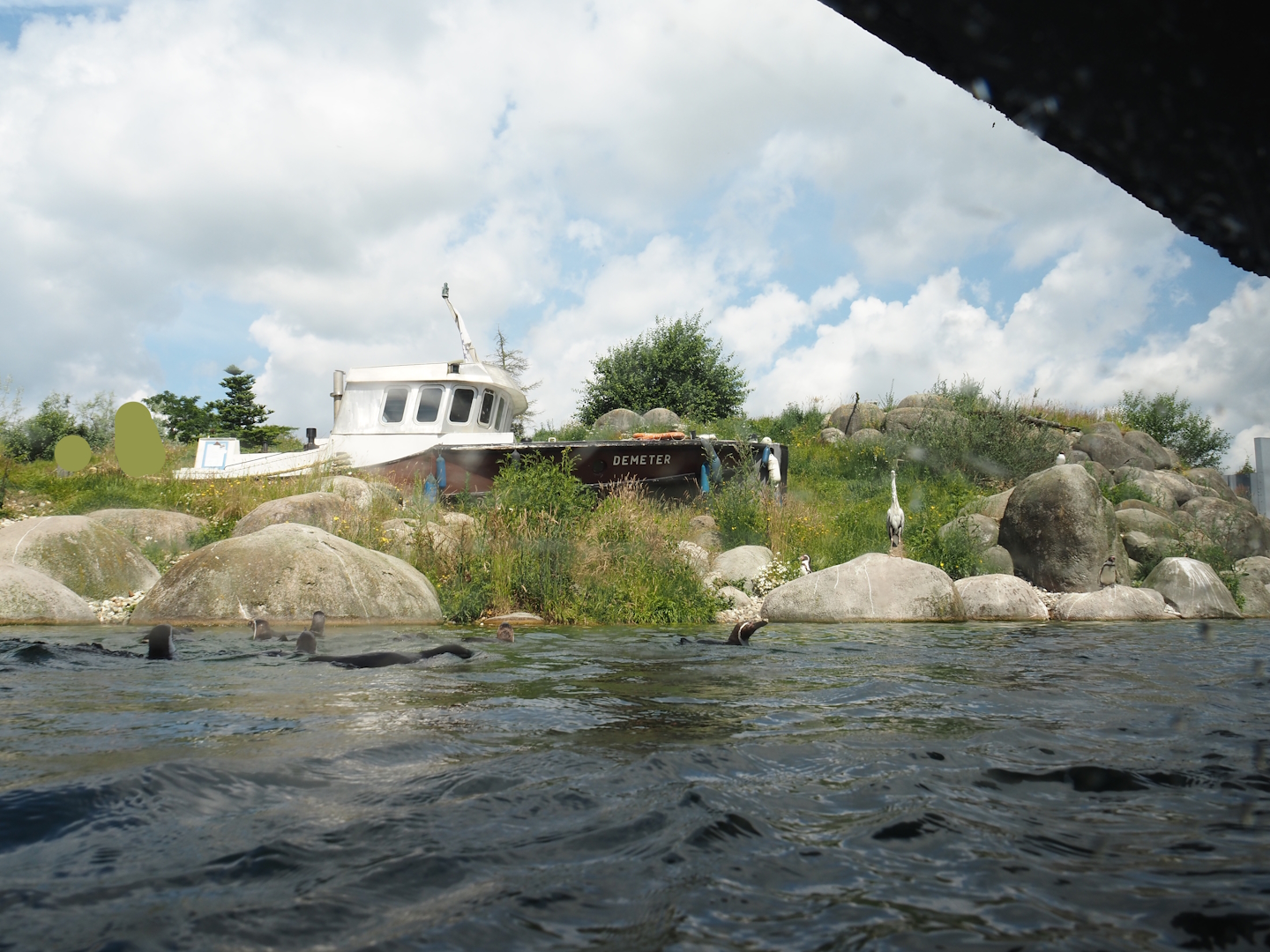 Nortica - Humboldt and Magellanic flightless steamer duck exhibit seen from underwater viewing area, 2024-06-23