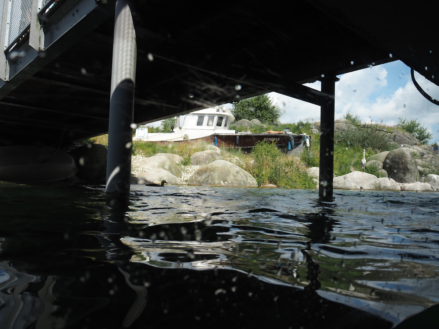 Nortica - Humboldt and Magellanic flightless steamer duck exhibit, view under walkway, 2024-06-23