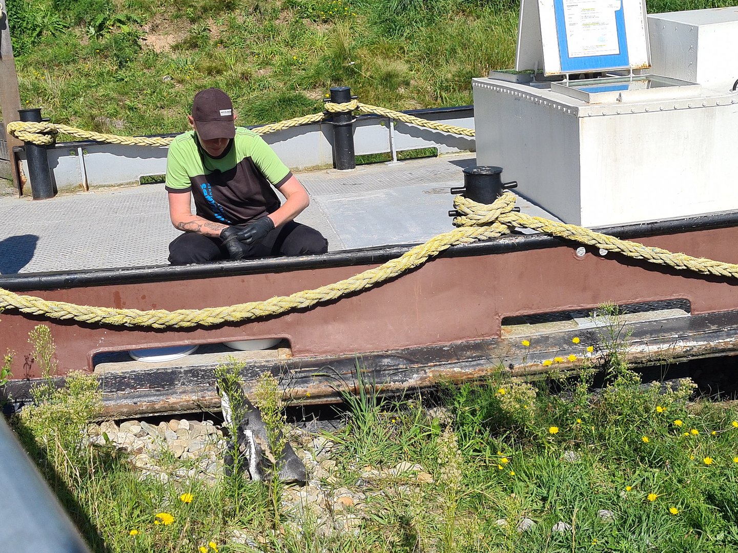 Nortica - Humboldt penguin and keeper