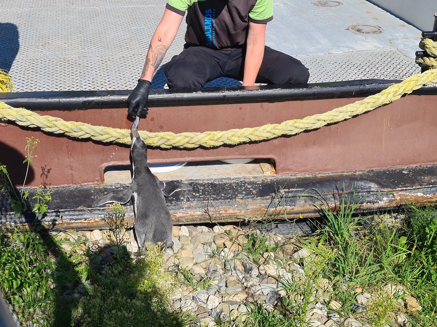 Nortica - Humboldt penguin and keeper