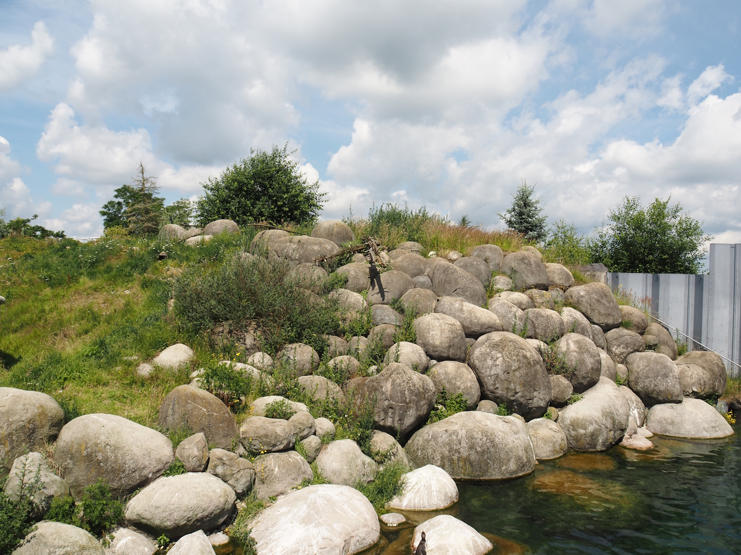 Nortica - Humboldt penguin and Magellanic flightless steamer duck exhibit, 2024-06-23