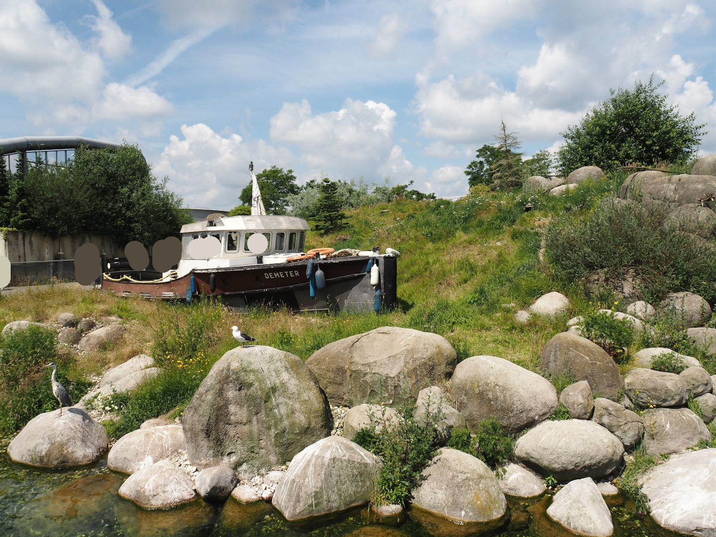 Nortica - Humboldt penguin and Magellanic flightless steamer duck exhibit, 2024-06-23